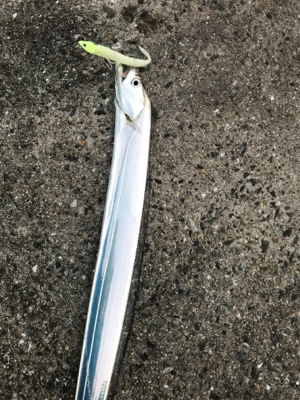 くっすんテンヤで絶好釣!