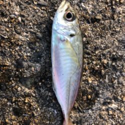 平磯が復活したので行ってきました。