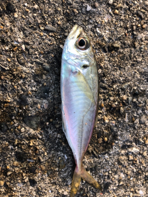 平磯が復活したので行ってきました。