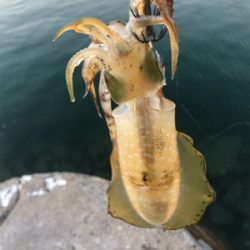 しまなみエギング 仕事前釣行