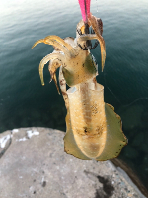 しまなみエギング 仕事前釣行