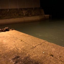 モニターエギング夜