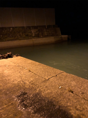 モニターエギング夜