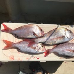 明石  鬼アジ  鯛  たかみ丸