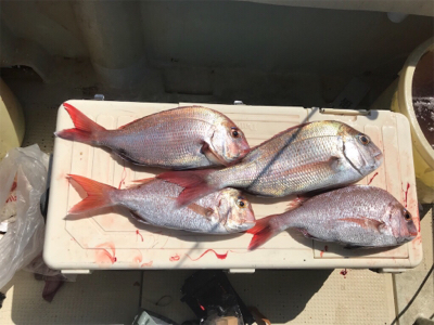 明石  鬼アジ  鯛  たかみ丸