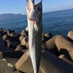 越前、サゴシ！