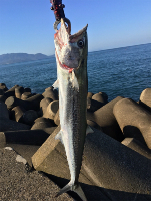 越前、サゴシ！