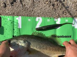 南湖西岸東岸ラン&ガン