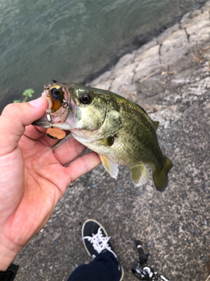 放課後にバス釣り！