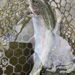 朽木渓流魚センター