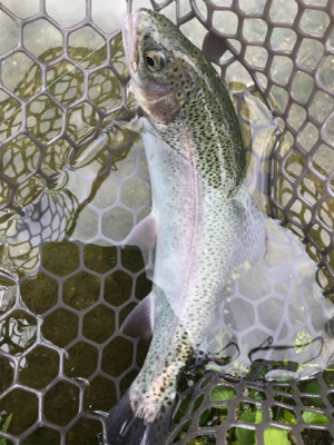 朽木渓流魚センター