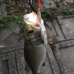 暗くなってからが勝負⁉︎