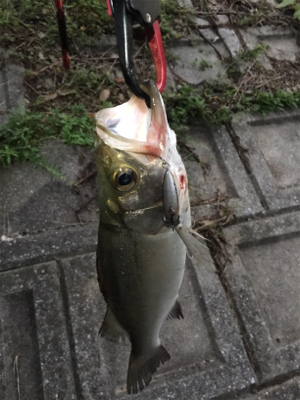 暗くなってからが勝負⁉︎