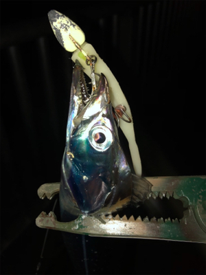 ビギナーズラック