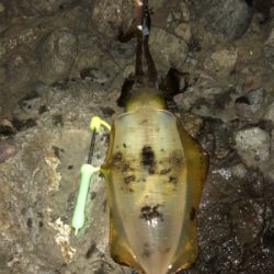 エギロスト頻発後、良型連発!