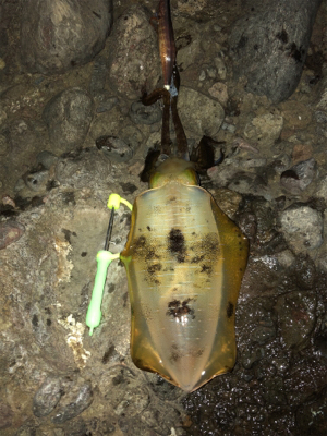 エギロスト頻発後、良型連発!