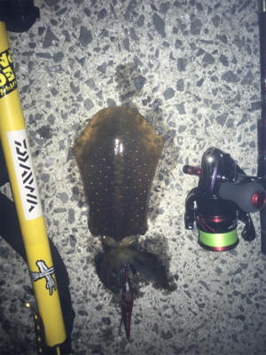 結構な濁りでした