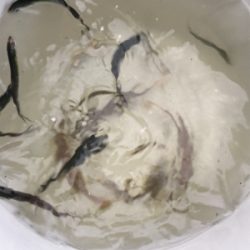 サビキで多魚種