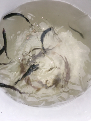 サビキで多魚種