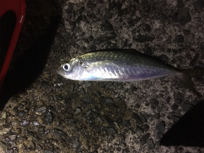 アジ狙い、イカ狙い