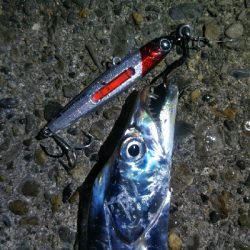 阿南市の椿泊でタチウオ