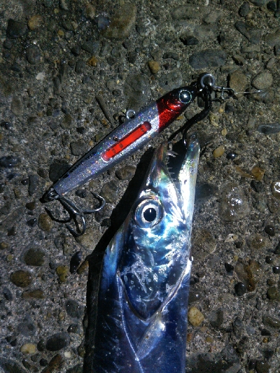 阿南市の椿泊でタチウオ