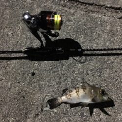 二夜連続アジング