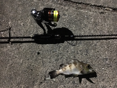 二夜連続アジング