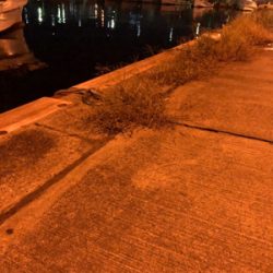 美味しいアジング