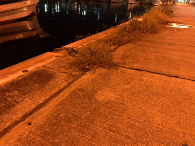 美味しいアジング