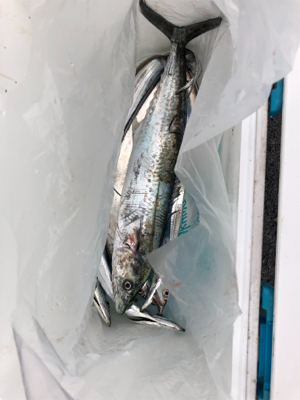 台風後、朝まづめ