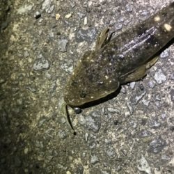 ギリギリの坊主逃れ釣行