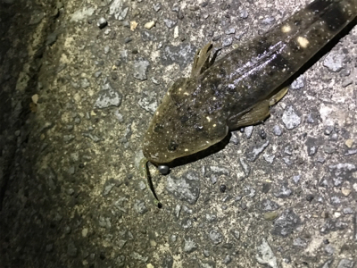 ギリギリの坊主逃れ釣行