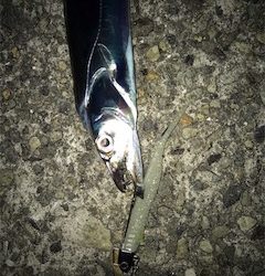 ドジョウには勝てないね