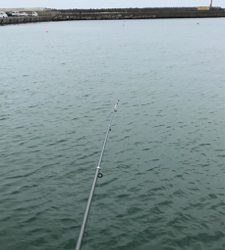 サビキで大漁でした