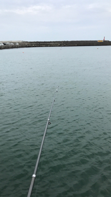 サビキで大漁でした