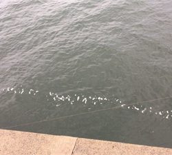 ルアーでは鯖のみ