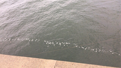 ルアーでは鯖のみ