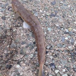 サゴシ45cm,マゴチ52cm、エソ54cm