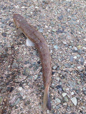 サゴシ45cm,マゴチ52cm、エソ54cm