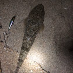 ナイトマゴチング