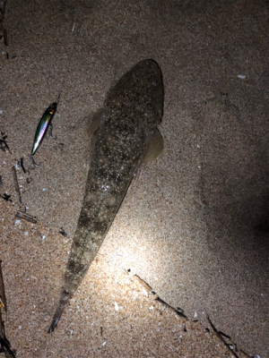 ナイトマゴチング