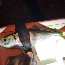 ちょっと良型回遊！