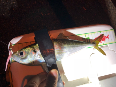 ちょっと良型回遊！