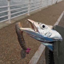 どじょうパワーを実体験