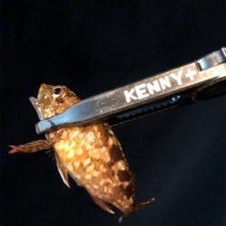 何が釣りたい訳でもなく、釣りがしたいだけ。