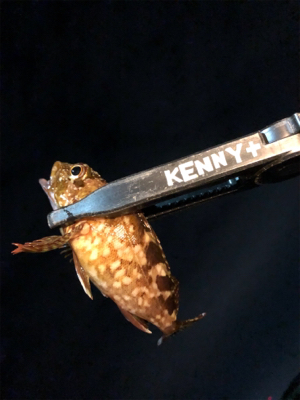 何が釣りたい訳でもなく、釣りがしたいだけ。