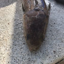 エソ名人リターンズ(´Д` )