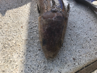 エソ名人リターンズ(´Д` )