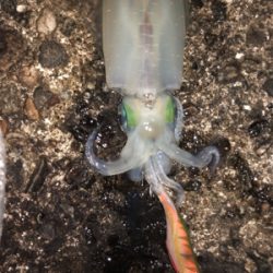 夜中にエギング